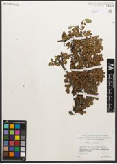 Foto von Salix retusa L.